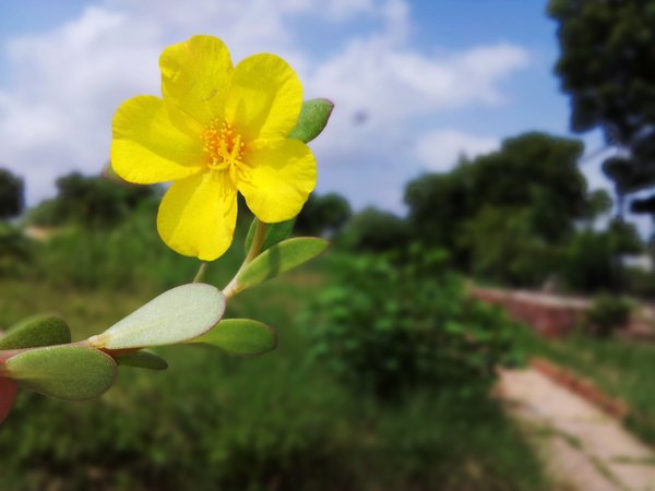 some call it hogweed 600